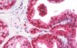 LTA4H / LTA4 Antibody (clone 9G8)